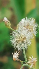 Close-up of dandelion flower