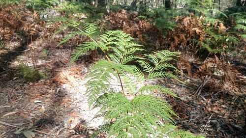 High angle view of fern amidst trees on field