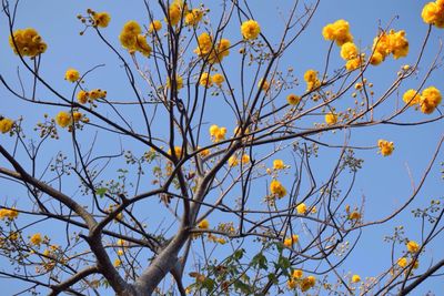 Low angle view of yellow flowers against clear sky