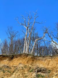 Low angle view of bare trees against clear blue sky