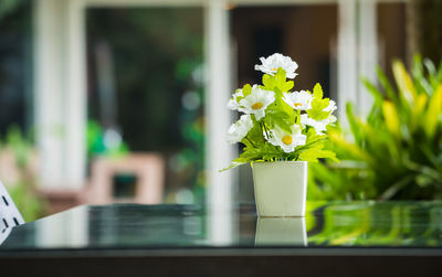 Close-up of flowers in vase