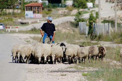 Sheep on street with shepherd