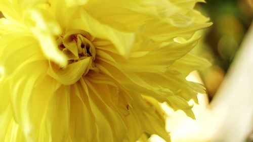 Full frame shot of yellow flower