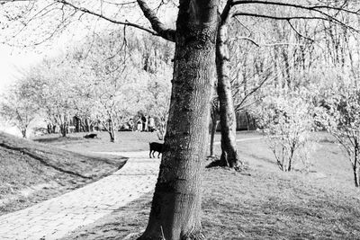 Bare trees in forest