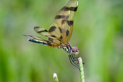 Close-up of butterfly