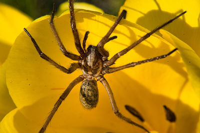 Close-up of spider