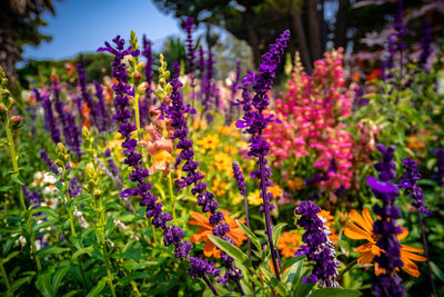 Close-up of purple flowering plants in park