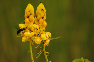 Close-up of yellow pollinating flower