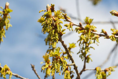 Low angle view of flowering plant against sky