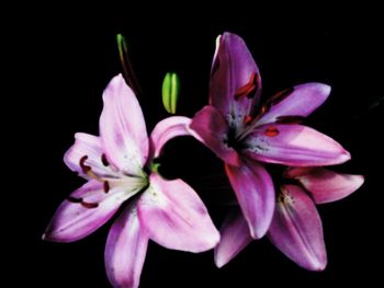 Close-up of purple flower