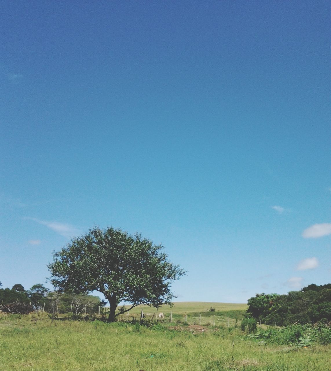 tree, grass, blue, field, tranquility, tranquil scene, landscape, clear sky, beauty in nature, growth, scenics, nature, copy space, sky, grassy, green color, day, non-urban scene, outdoors, countryside