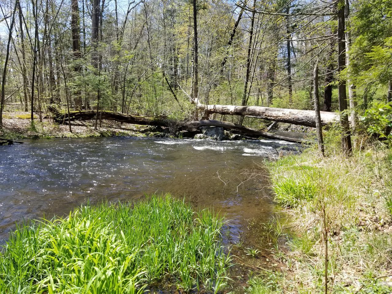 SCENIC VIEW OF STREAM IN FOREST