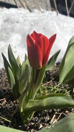 plant