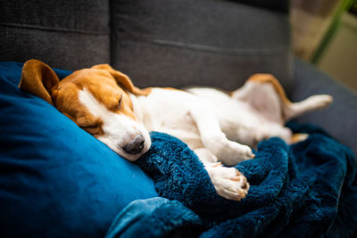 Dog sleeping on sofa