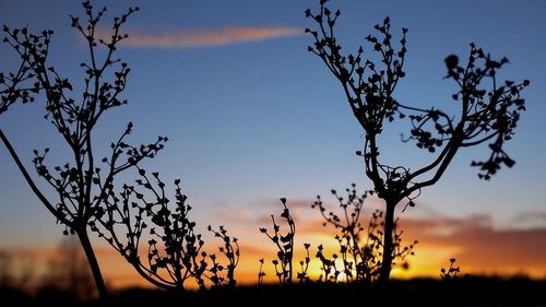 Silhouette plants against sky during sunset