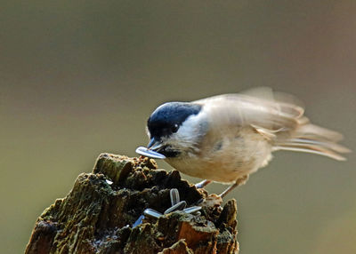 Close-up of bird perching outdoors