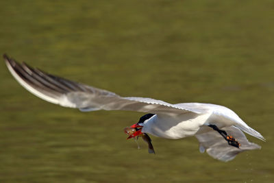 Close-up of swan flying over lake