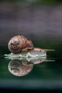 Close-up of snail