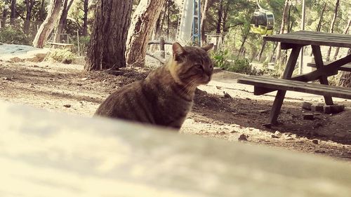 View of cat on tree trunk