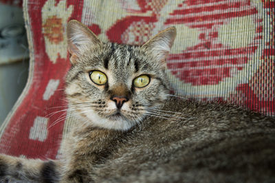 Close-up portrait of tabby cat