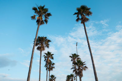 Low angle view of coconut palm trees against blue sky