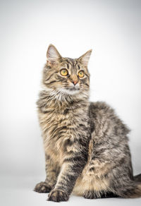 Portrait of cat sitting on floor