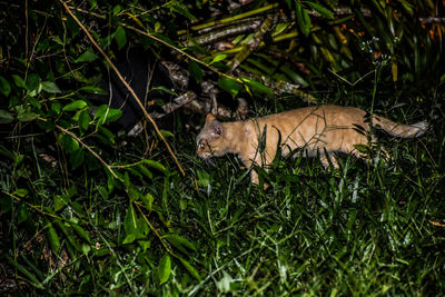 Cat in a field