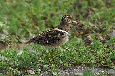 Bird perching on a field