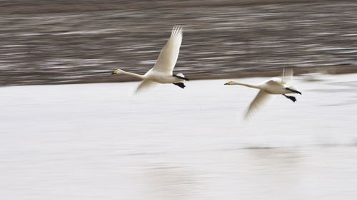 Tundra swans flying over water