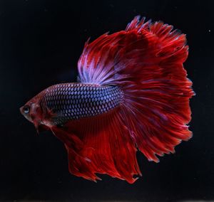 Close-up of betta fish 