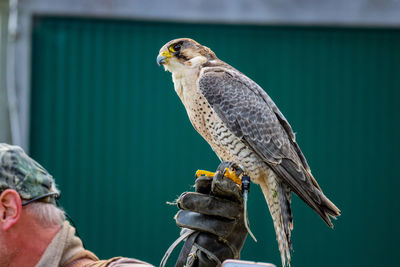 Close-up of owl perching outdoors