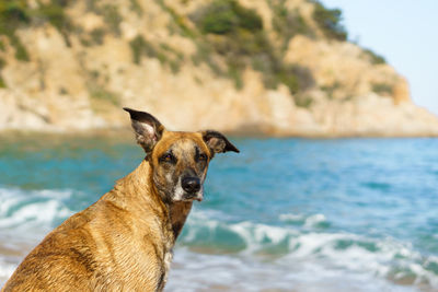 Dog standing on sea shore