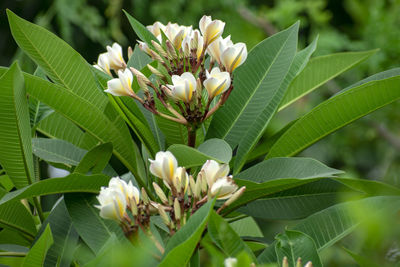 Close-up of white flowering plant