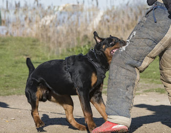 Dog standing on road