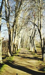 Footpath passing through forest