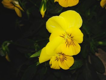 Close-up of yellow flower blooming outdoors