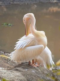 Close-up of pelican on rock by lake