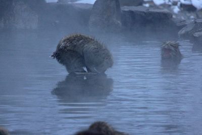 Close-up of duck swimming in lake