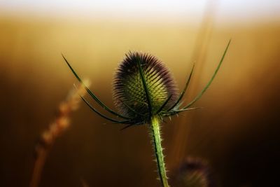 Close-up of thistle plant