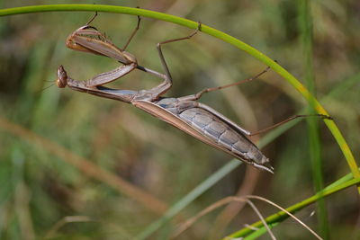 Close-up of insect on plant