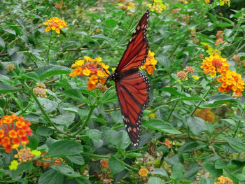 Close-up of butterfly on flower
