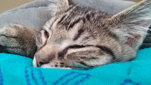 Close-up of cat sleeping