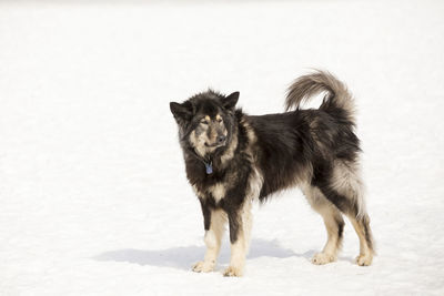 Portrait of a dog standing in snow