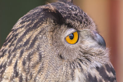 Close-up portrait of owl