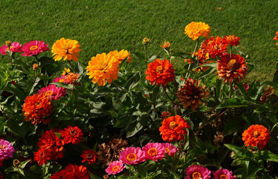 Close-up of flowers blooming in field