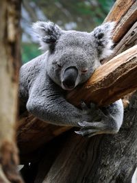 Close-up of a koala on tree trunk