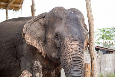 Close-up of elephant in zoo