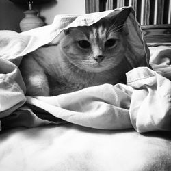 Portrait of cat relaxing on bed