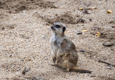 A lone meerkat 