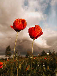 Close-up of red poppy growing on field against sky